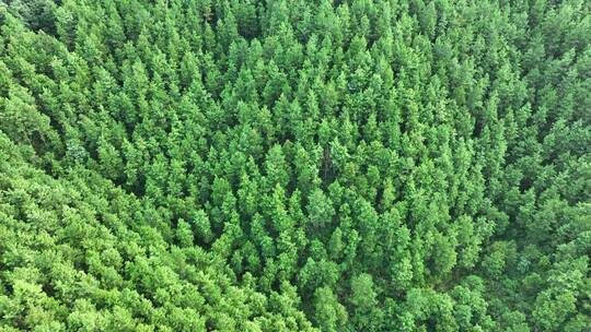松树林俯拍树林航拍森林绿色植被山间林地