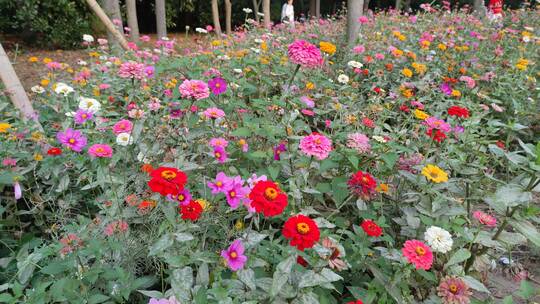 小清新波斯菊花海