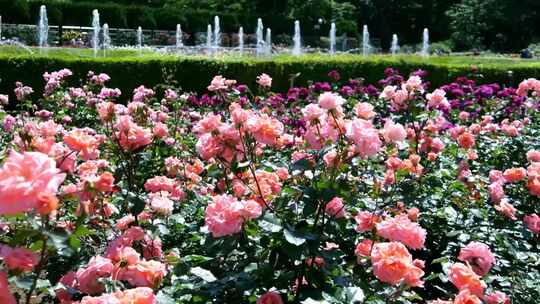 花圃鲜花玫瑰花花园花海