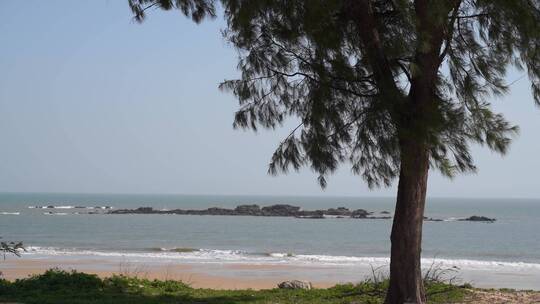 大海沙滩岸边上一棵树唯美海景风景自然风光