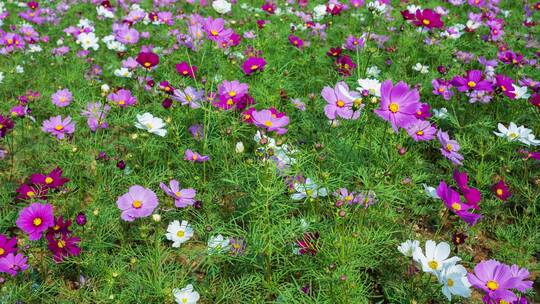 格桑花波斯菊花海