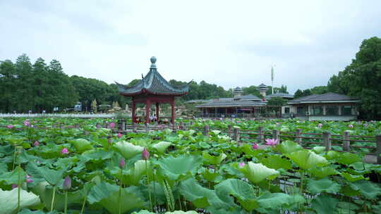 武汉东湖磨山景区盆景园