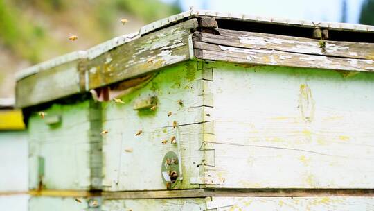 新疆山区养蜂人蜜蜂的蜂箱与蜂蜜视频素材模板下载