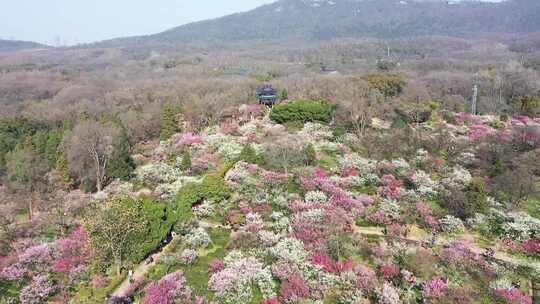 桃花 樱花 梅花山