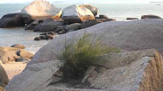 海边生长在岩石上的松树礁石上的植物生命力