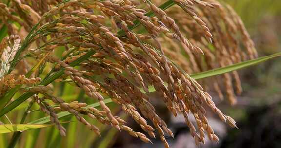 秋天稻田稻子水稻稻穗特写