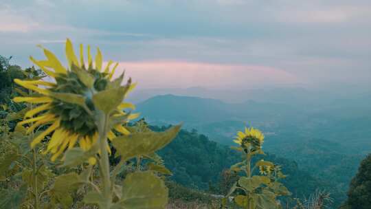 向日葵，山坡，山脉，丘陵