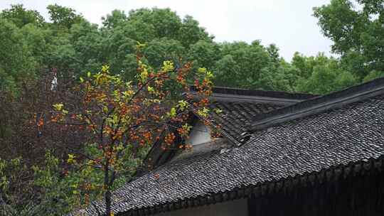 下雨天古风建筑前的柿子树