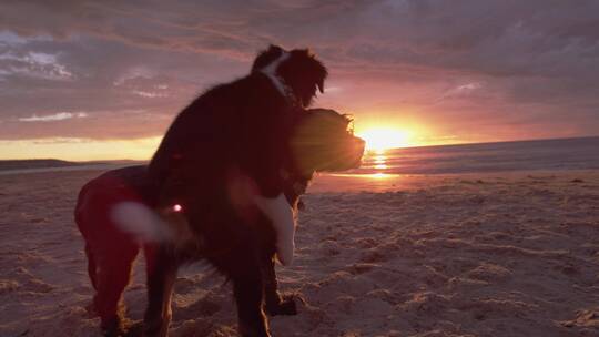 两个小狗在海边玩耍视频素材模板下载
