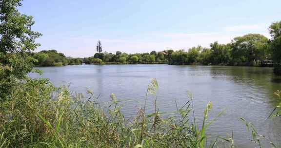 苏州太湖湿地公园美丽湖水绿植生态景观