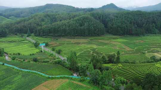 4K武夷山国家公园燕子窠茶山茶园