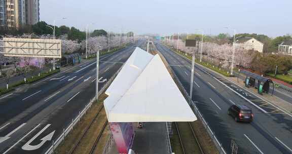 清晨樱花盛开时节苏州城市道路樱花大道美景