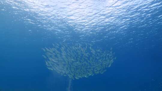 海洋，浅滩，鱼，水下