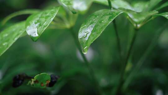 【正版素材】春天植物