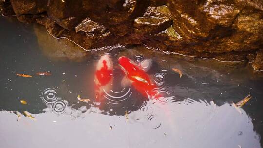 雨天水面的锦鲤游动视频素材模板下载