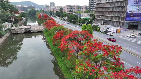 中国佛山市顺德区新桂南路凤凰花