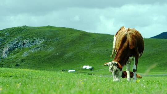 草原上的牛群3