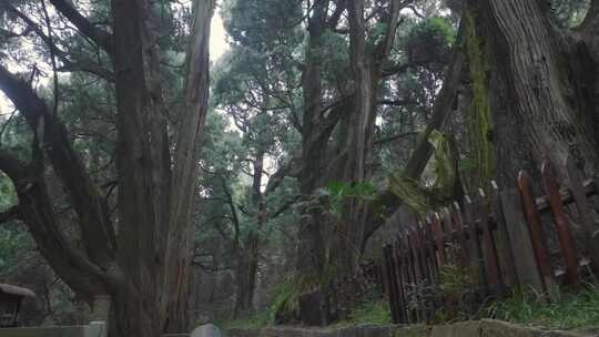 森林古树古蜀道