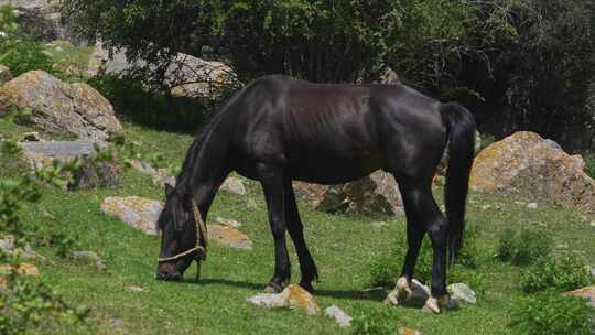 马在吉尔吉斯斯坦卡拉科尔峡谷的山上吃草