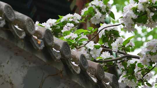 北京春天明清古建筑与凋落的海棠花特写