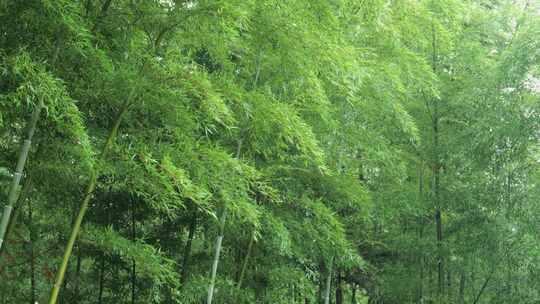 下雨天竹林景观特写，竹节挺拔竹叶繁茂