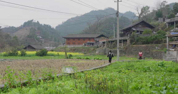 小朋友在田间走路