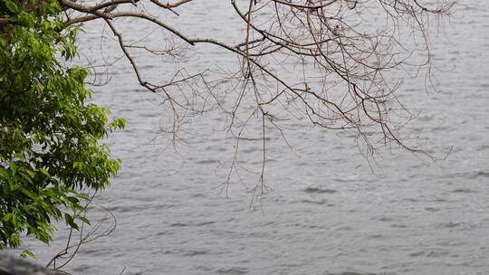 湖边树枝树叶意境水面上树枝岸边微风吹树叶