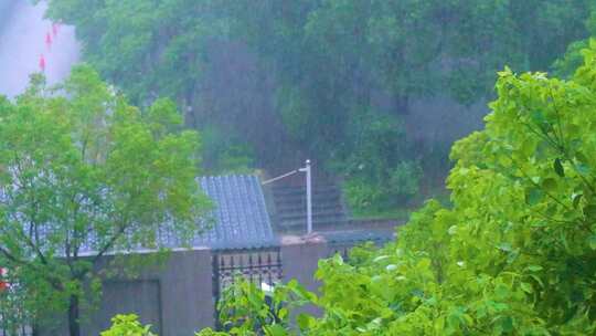 城市下暴雨下雨天雨水雨滴植物树叶子树木雨