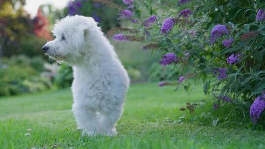 狗，花园，Coton De Tulear