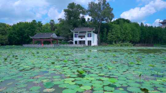 南宁狮山公园湖泊荷叶凉亭与绿色树林风光