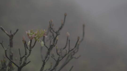 春天，信宜钱排春雨