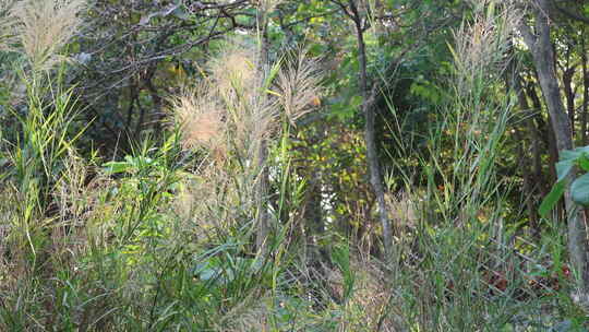 芦苇 狗尾巴草 芦花 阳光 空镜 实拍