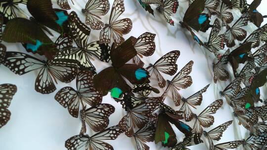大量好看的美丽蝴蝶标本