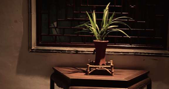 中式室内盆栽植物特写