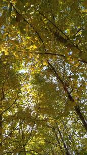 金色银杏叶秋天里金黄唯美的阳光银杏树树叶