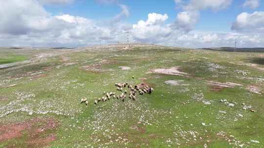 牧羊人在哈兰平原放牧他的羊
