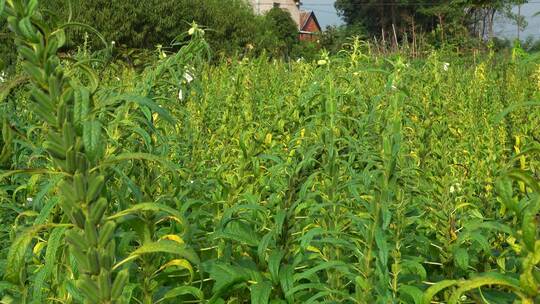 农村种植芝麻作物4k视频有机芝麻