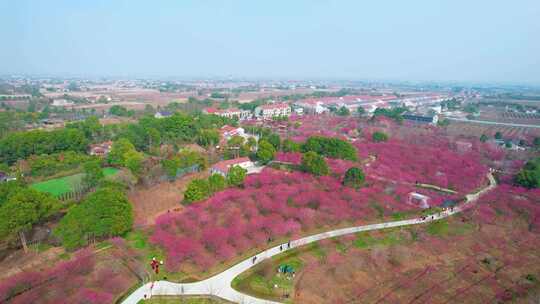 航拍梅园，梅花素材，赏花，春天梅花风景区