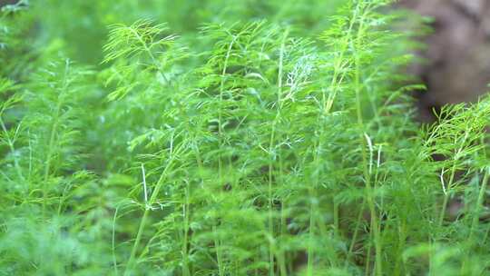 绿色植物特写