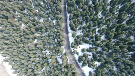 雪岭云杉 山路