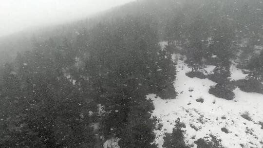 黑松林里的暴风雪