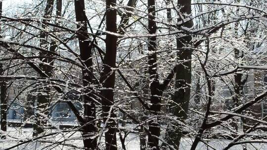被雪覆盖的树枝摇摆