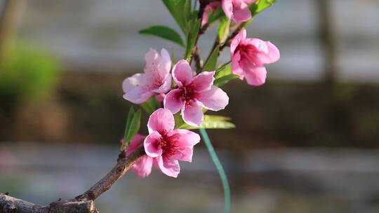 实拍桃花盛开特写