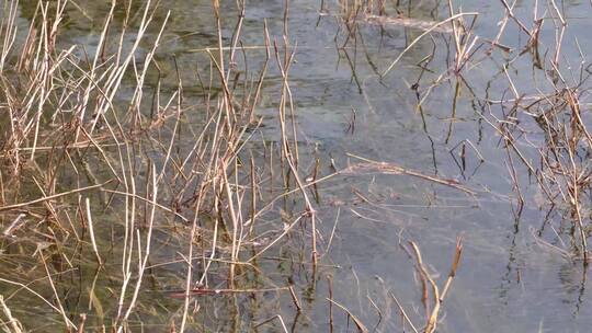 【镜头合集】河流芦苇水草苇子湖水视频素材模板下载