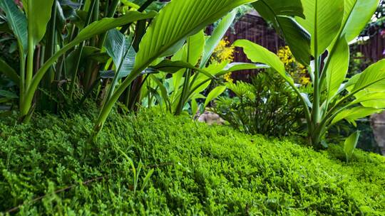 南宁青秀山荫生植物园