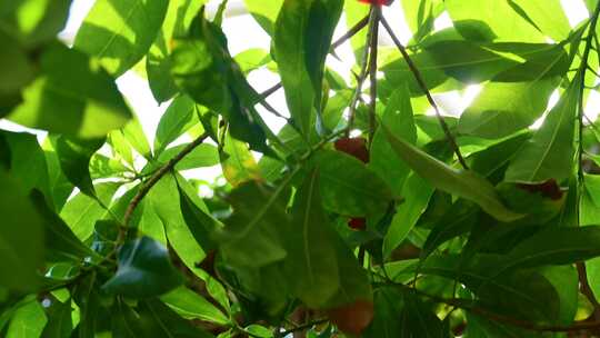 热带植物雨林绿植视频素材模板下载