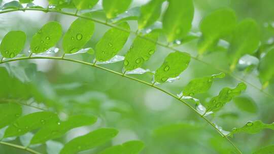 雨滴从绿色植物上落下唯美素材