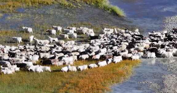 航拍西藏阿里班公湖羊群风光