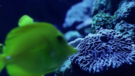 深海 水下 生物 蓝色 鱼类4k