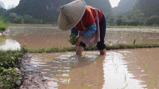 农民在水田中弯腰插秧的场景